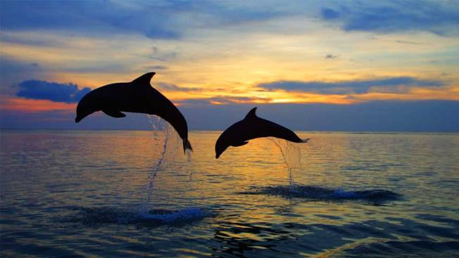 Bali dolphin tour